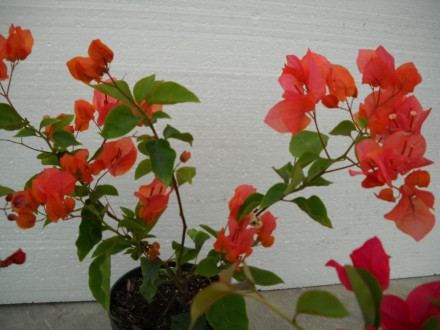Предлагаю цветущие саженцы бугенвиллеи 
На фото продаваемые растения 
Возможен. . фото 8