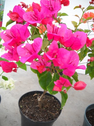 Предлагаю цветущие саженцы бугенвиллеи 
На фото продаваемые растения 
Возможен. . фото 9