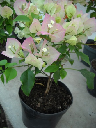 Предлагаю цветущие саженцы бугенвиллеи 
На фото продаваемые растения 
Возможен. . фото 4