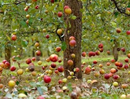 Здравствуйте. Наш питомник " Райский сад " предлагает отличный выбор саженцев яб. . фото 1