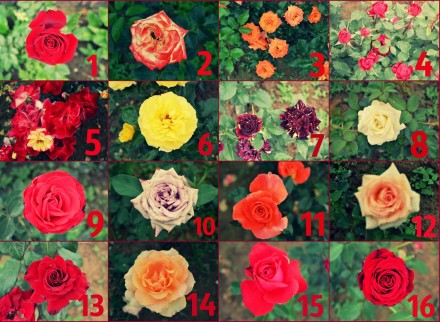 Кущі троянд в асортименті,  великий вибір кольорів)  Є високорослі,  низькорослі. . фото 6