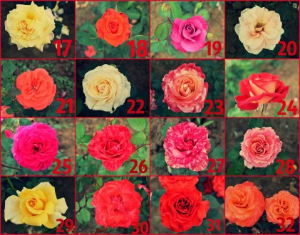 Кущі троянд в асортименті,  великий вибір кольорів)  Є високорослі,  низькорослі. . фото 5