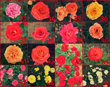 Кущі троянд в асортименті,  великий вибір кольорів)  Є високорослі,  низькорослі. . фото 4