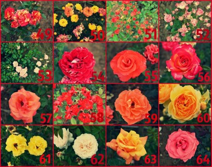 Кущі троянд в асортименті,  великий вибір кольорів)  Є високорослі,  низькорослі. . фото 3
