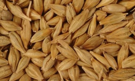 Семена посевной материал
пшеницы,ячменя,
озимые,яровые,
импортные,отечественн. . фото 3