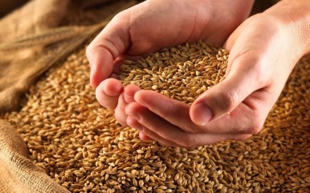 Семена посевной материал
пшеницы,ячменя,
озимые,яровые,
импортные,отечественн. . фото 2