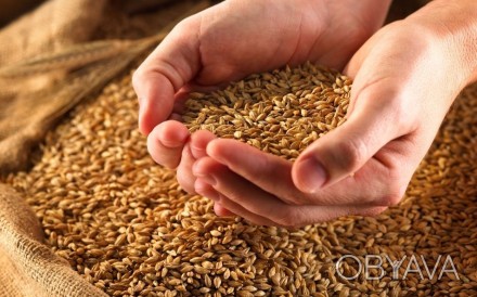 Семена посевной материал
пшеницы,ячменя,
озимые,яровые,
импортные,отечественн. . фото 1