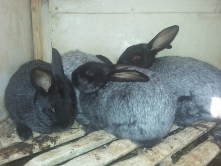 Кролики віком 2-5 міс,провакциновані пропоєні,130 гр.кг ваги.. . фото 6