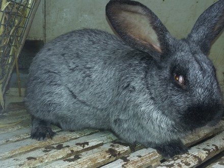 Кролики віком 2-5 міс,провакциновані пропоєні,130 гр.кг ваги.. . фото 4