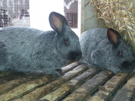 Кролики віком 2-5 міс,провакциновані пропоєні,130 гр.кг ваги.. . фото 5