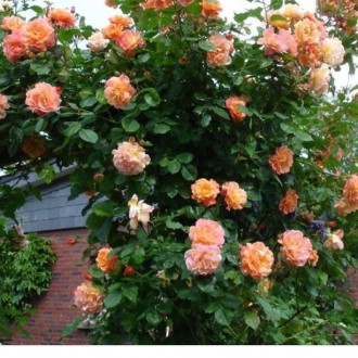 Плетучі троянди в п'яти кольорах.. . фото 4