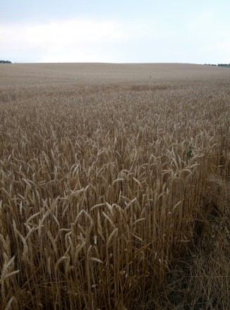 Продам канадскую озимую пшеницу сорт Farrel 1 я репродукция. Сеялась в 2017 г. с. . фото 2