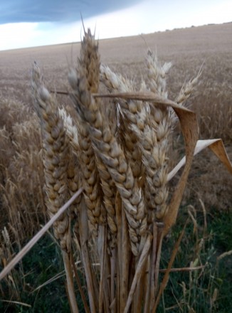Продам канадскую озимую пшеницу сорт Farrel 1 я репродукция. Сеялась в 2017 г. с. . фото 4