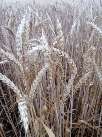 Продам канадскую озимую пшеницу сорт Farrel 1 я репродукция. Сеялась в 2017 г. с. . фото 3