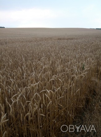 Продам канадскую озимую пшеницу сорт Farrel 1 я репродукция. Сеялась в 2017 г. с. . фото 1