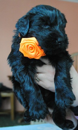 прекрасные щенки Русского черного терьра. . . идеальное выращивание. . натуральн. . фото 4