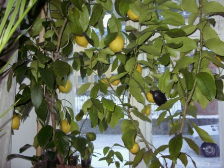 Продам саженцы комнатных лимонов: "Павловский", "Пандероза", "Мейера", "Дженоа".. . фото 3
