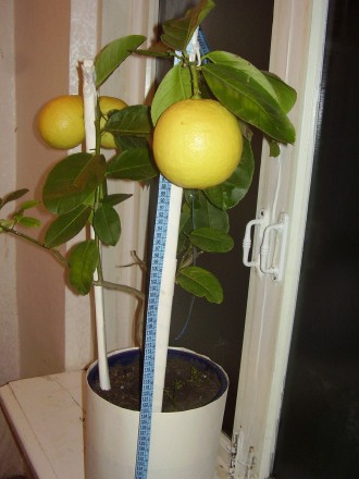 Продам саженцы комнатных лимонов: "Павловский", "Пандероза", "Мейера", "Дженоа".. . фото 5