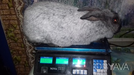 Продам кроликов породы полтавское серебро, вес взрослых от 5 кг, постоянное обно. . фото 1