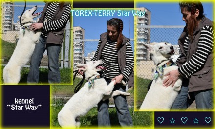 Продается подрощенный щенок - кобель -
- TOREX-TERRY Star Way, д.р.: 09.09.2016. . фото 9